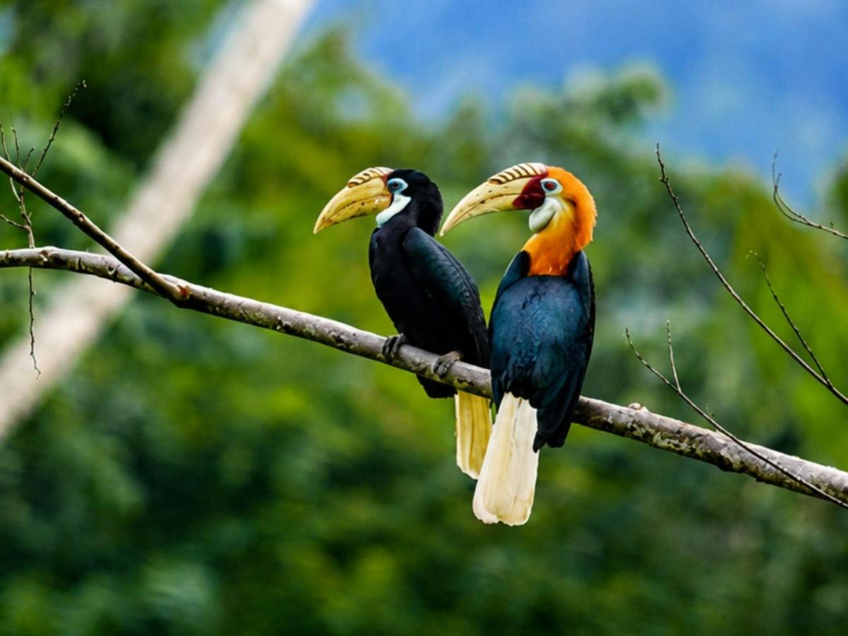 Birds of the Borders: Boigu Island Expedition