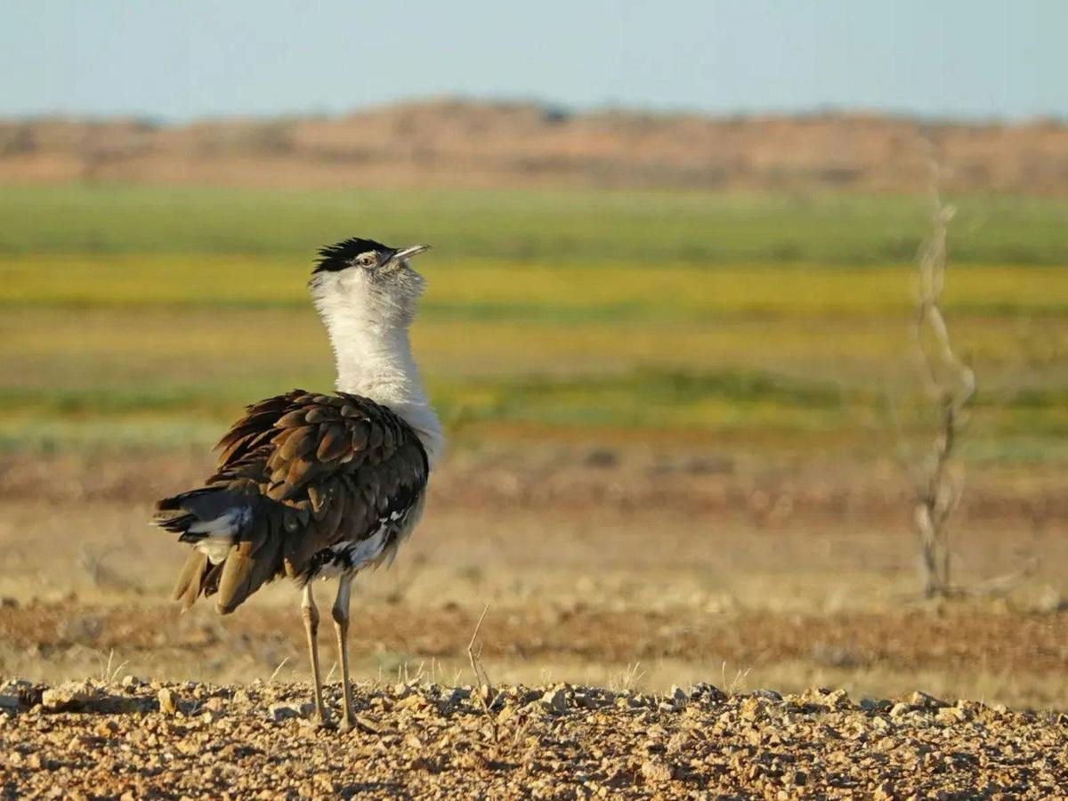Gluepot Reserve & Bowra Sanctuary Birding Safari