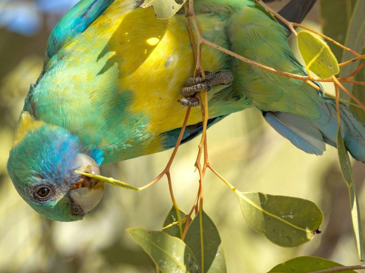 Gulf Country & Tropical Savannah Birding