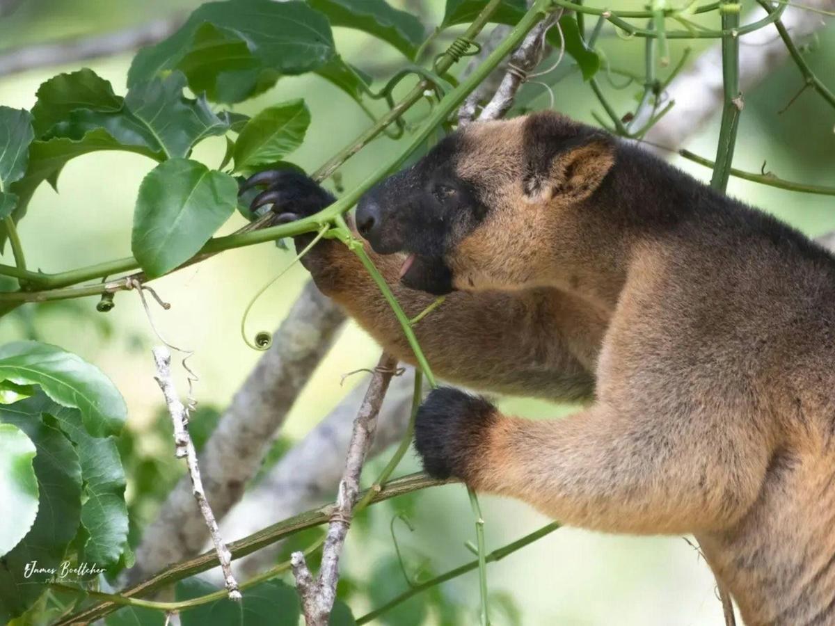 Wildlife Photography Safari of Far North Queensland