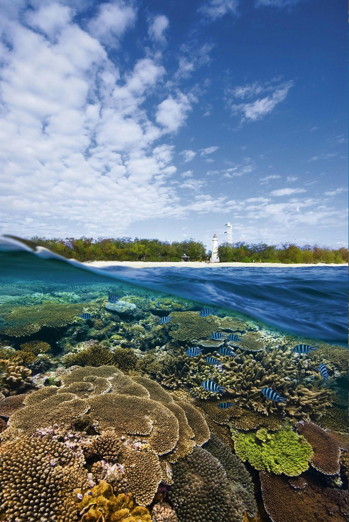 Manta Rays of Lady Elliot Island