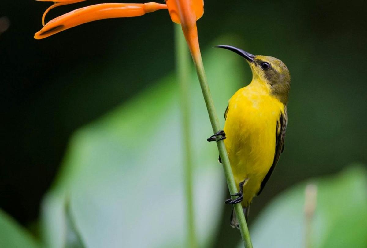 Daintree Nature and Wildlife Safari