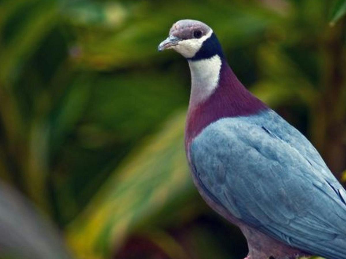 Birds of the Borders: Boigu Island Expedition