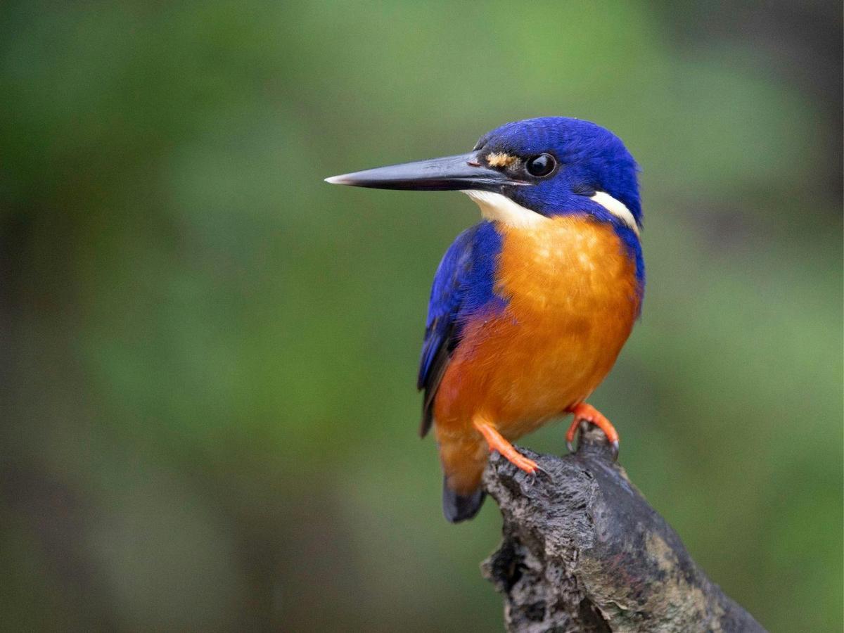 Tropical Birding in North Queensland