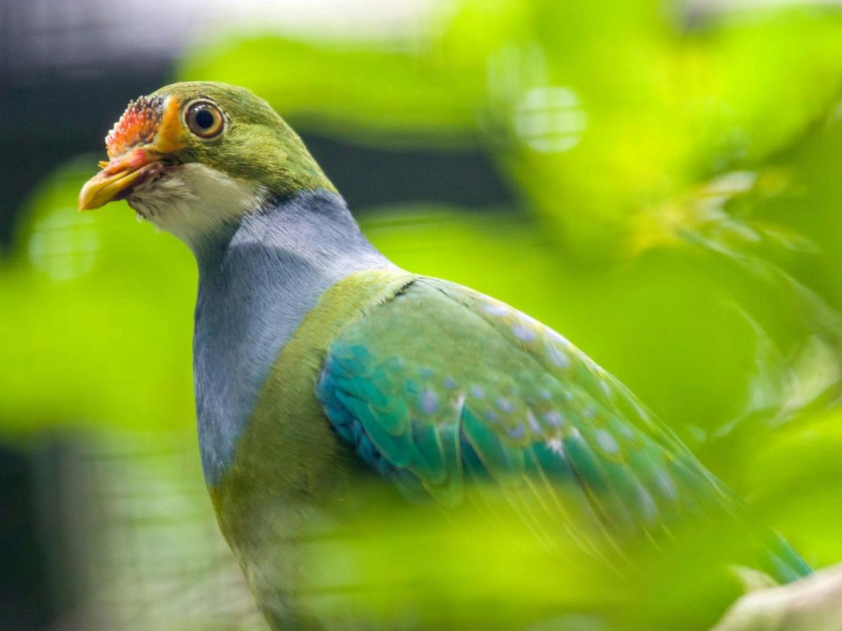 Birds of the Borders: Boigu Island Expedition