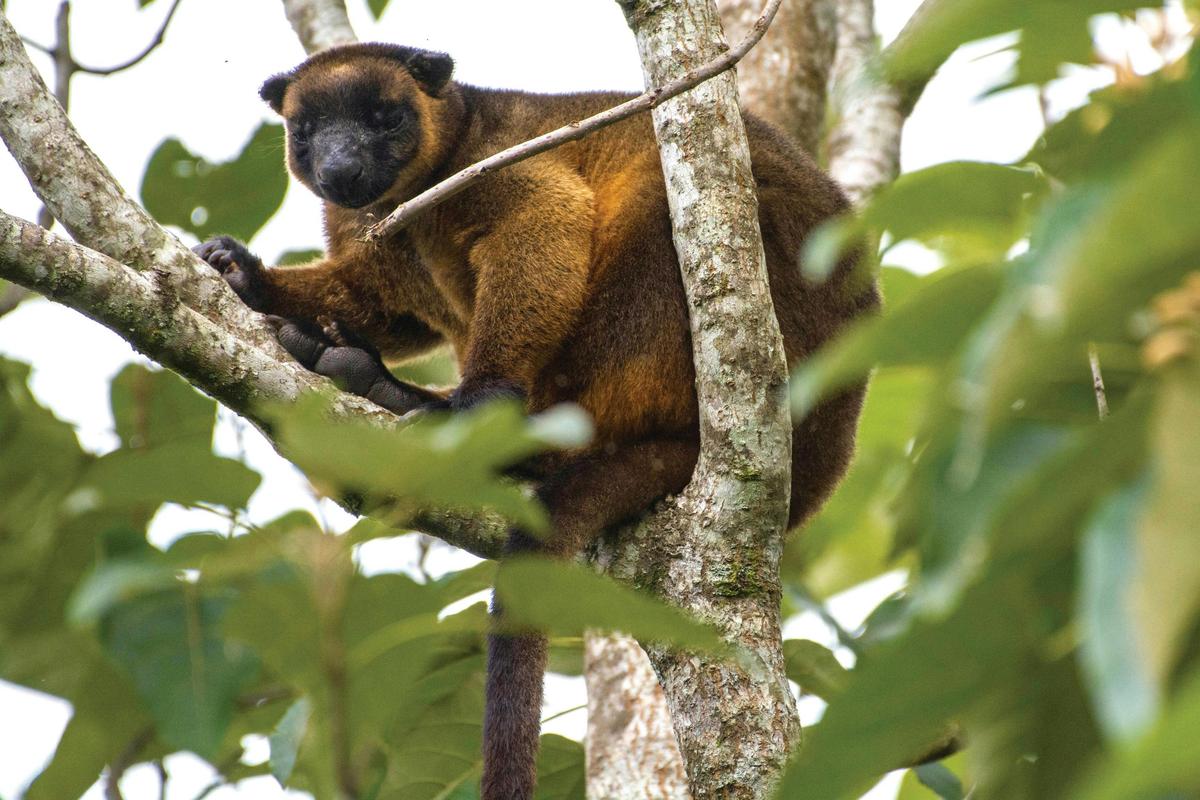 Daintree Nature and Wildlife Safari
