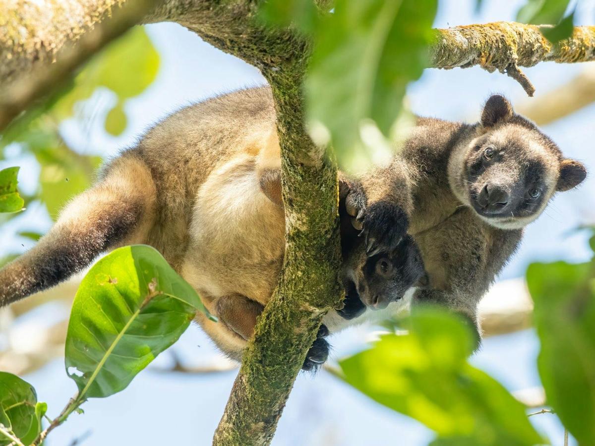 Ultimate Wildlife Safari North Queensland