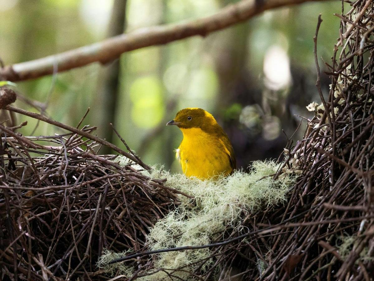Tropical Birding in North Queensland