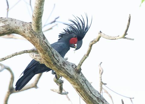 Cape York Birdwatching Safari