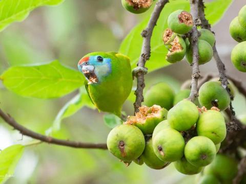 Wildlife Photography Safari of Far North Queensland