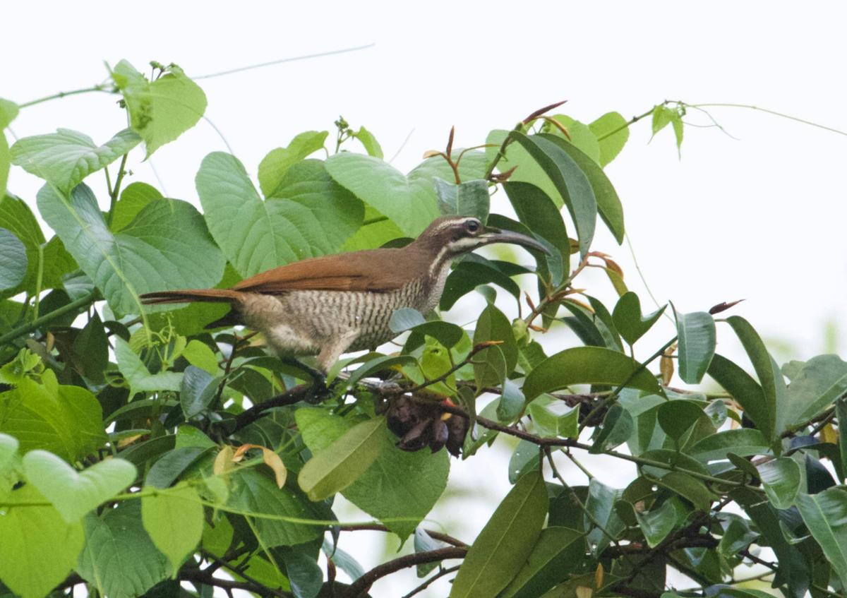 Cape York Birdwatching Safari