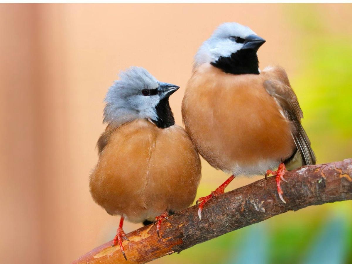 Gulf Country & Tropical Savannah Birding