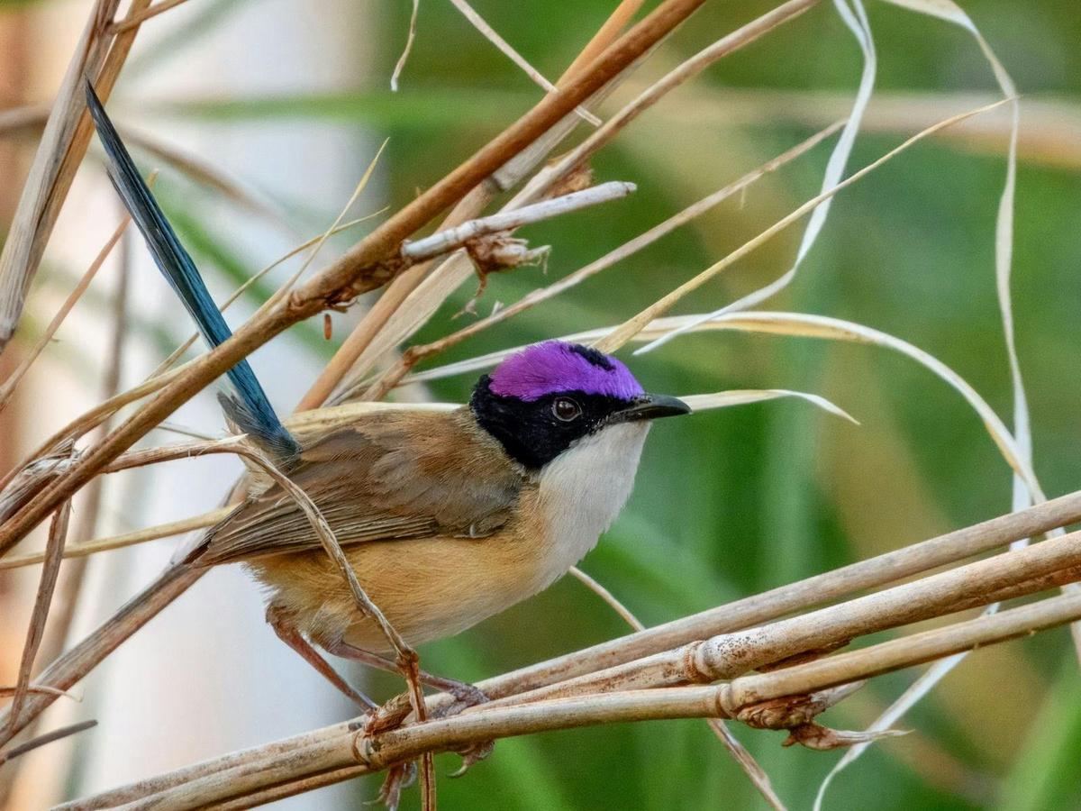 Gulf Country & Tropical Savannah Birding
