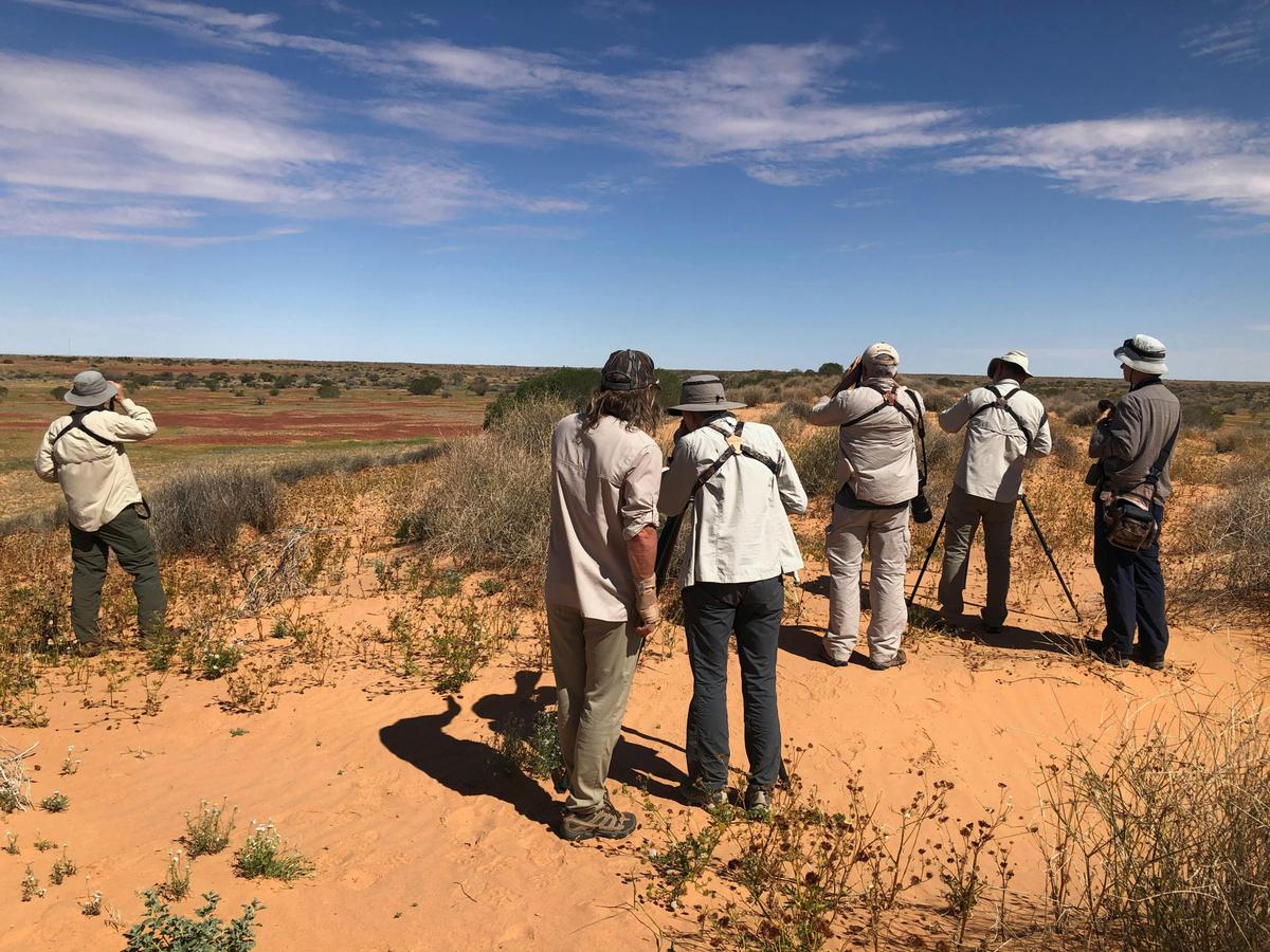 Birds of Channel Country Outback Safari