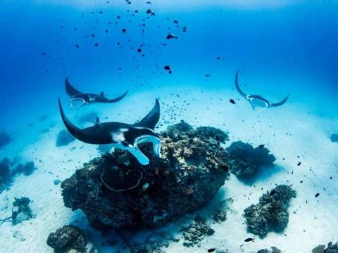 Manta Rays of Lady Elliot Island
