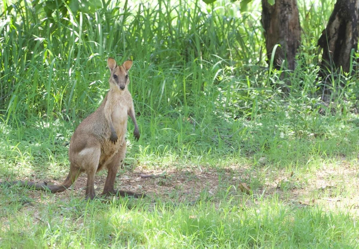 Cape York Birdwatching Safari