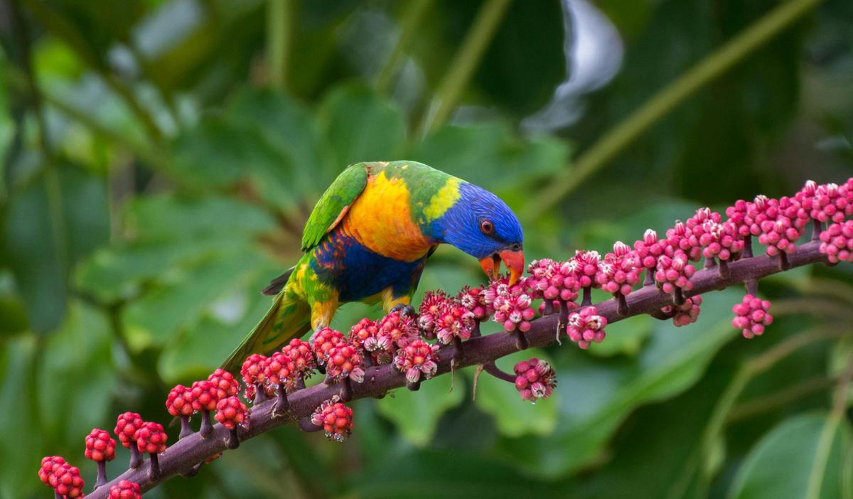 Australian Geographic Travel