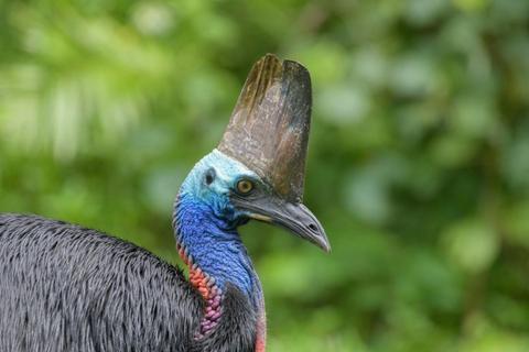 Daintree Nature and Wildlife Safari