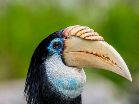 Birds of the Borders: Boigu Island Expedition