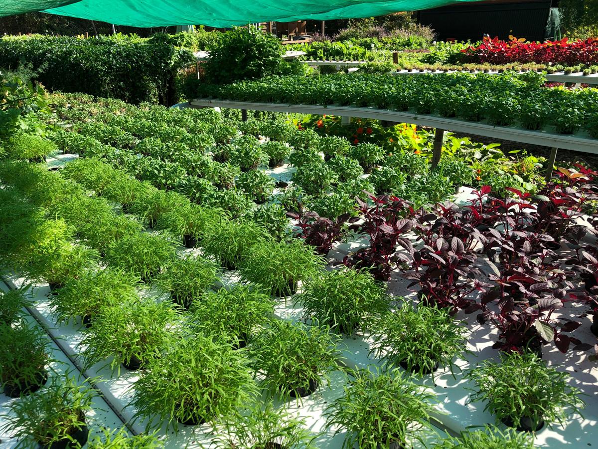 A world of colour at Basilea Farm! Explore leafy greens & herbs bursting with vibrant flavours.
