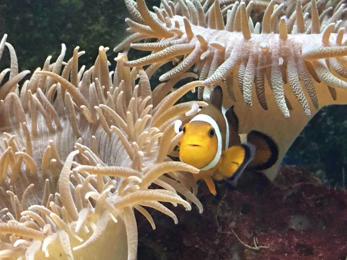 Finding Nemo