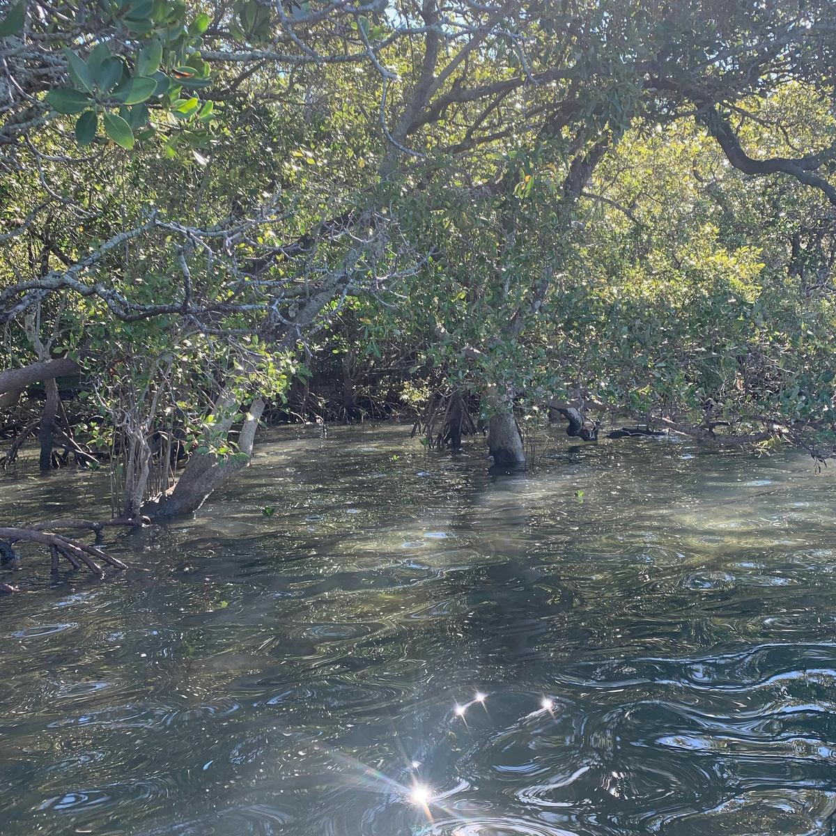Nature’s Music - Beginners Tour (Kayak/Water Bike option)