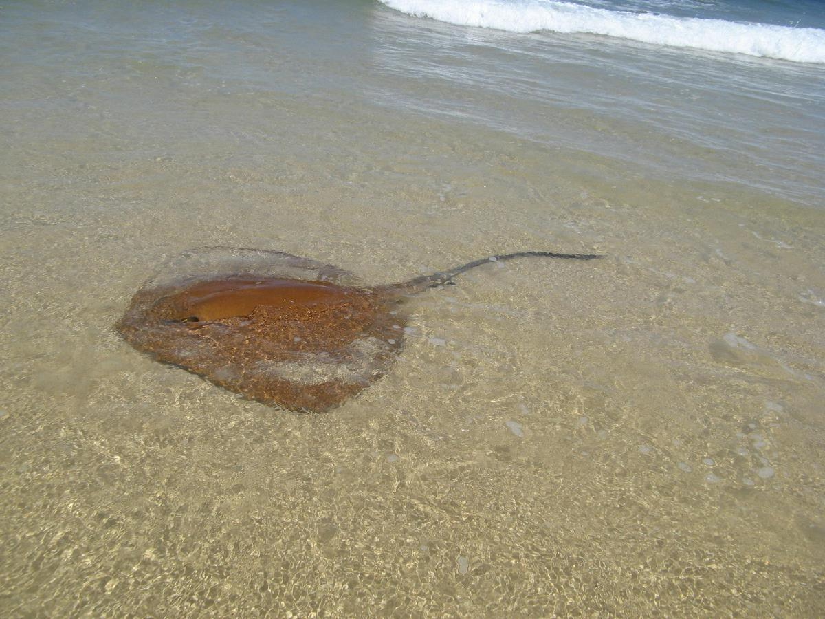1 Day Moreton Island Adventure Tour