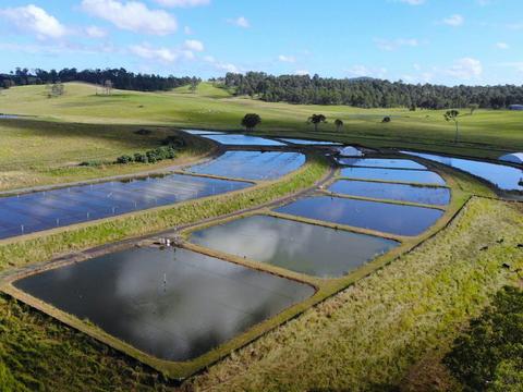 Australian Sweetwater Crays