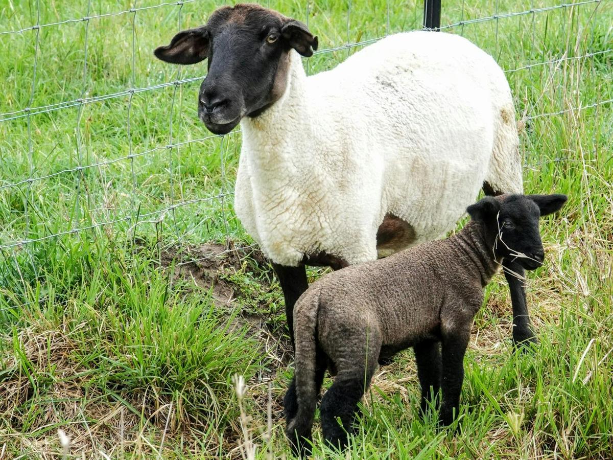 Sheep