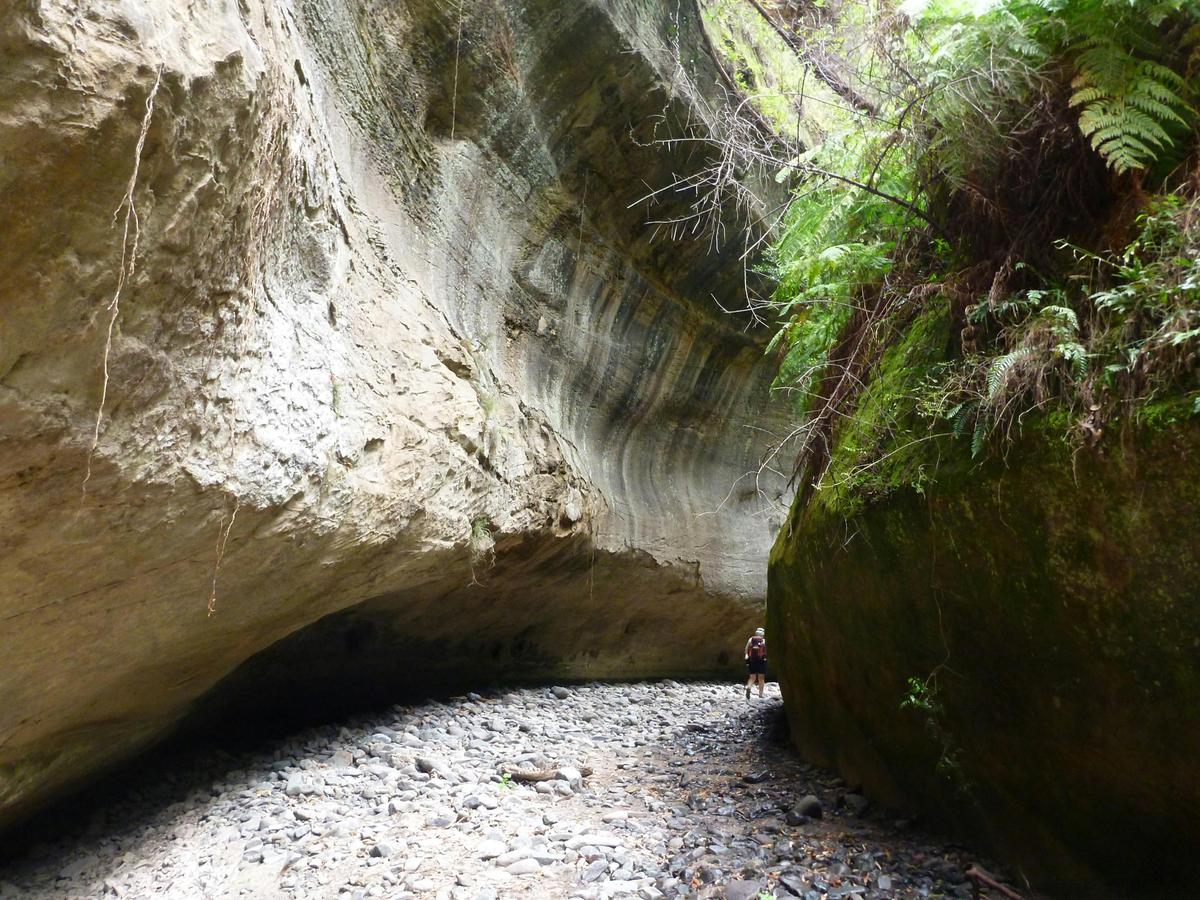 Walker in Carnarvon Gorge
