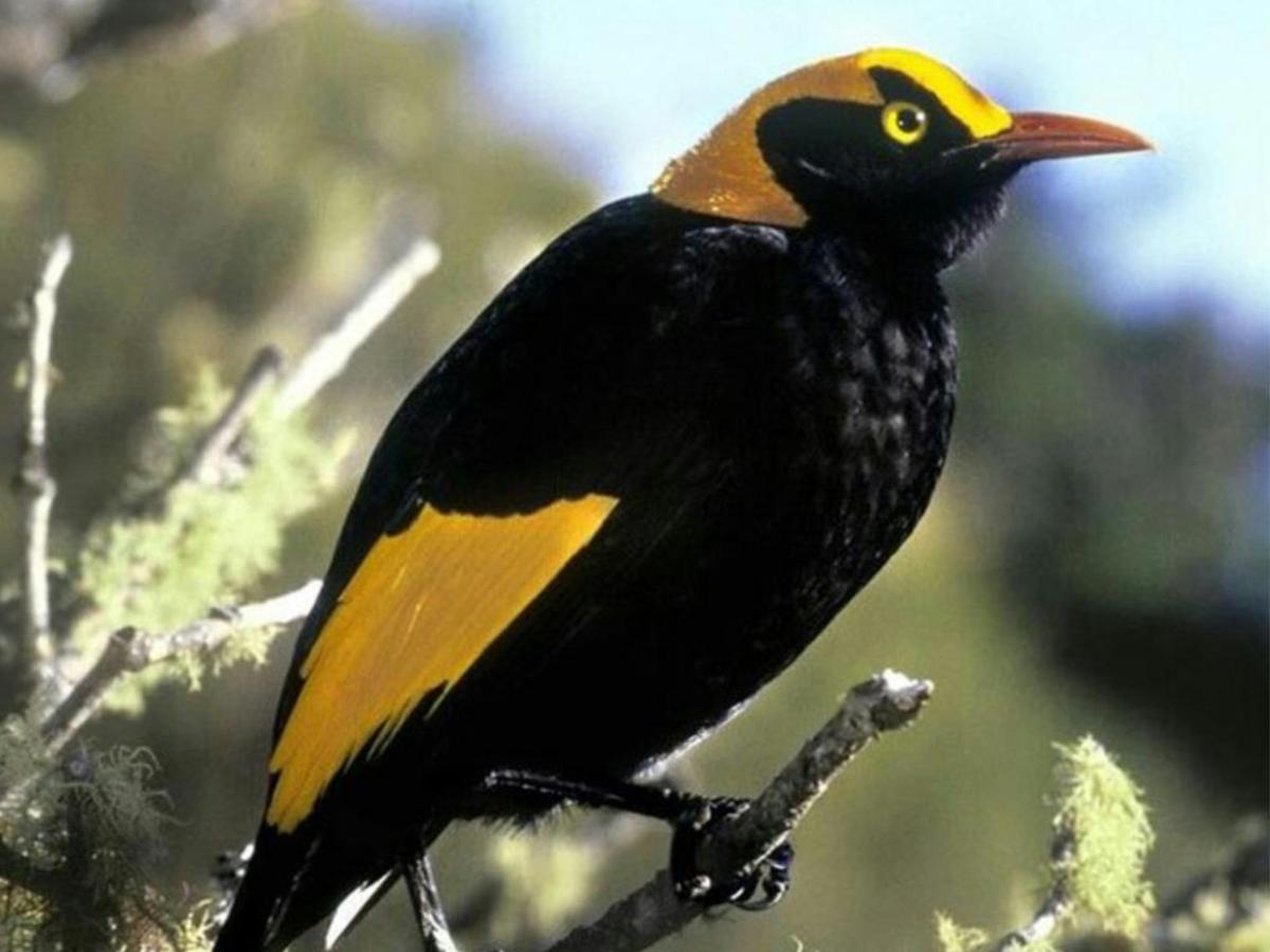 Gold Coast Hinterland - 6 Day - Group-Guided