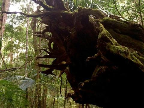Gold Coast Hinterland Great Walk - 7 Day -  Self-Guided