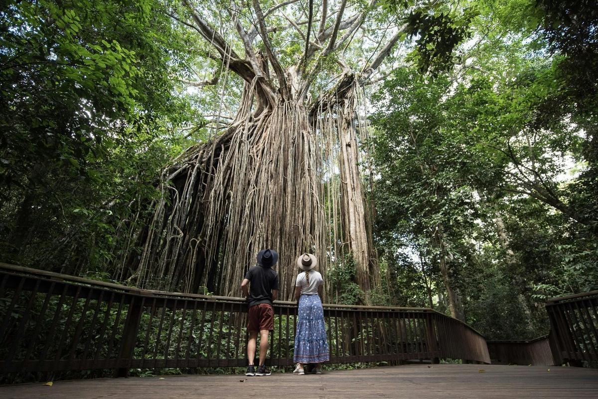 7 Day Brisbane to Cairns with Whitsundays Great Barrier Reef Comfort Tour