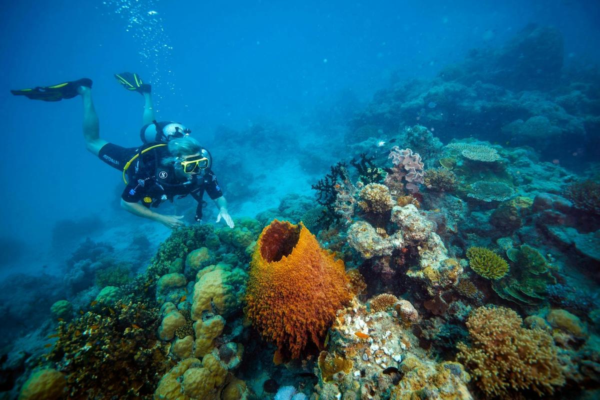 9 Day Brisbane to Daintree Whitsundays Great Barrier Reef Comfort Tour