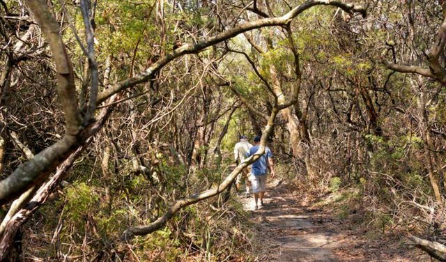 Lyrebird Dell walking track