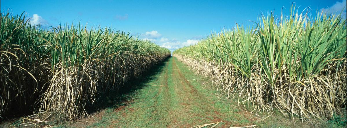 Cane Fields - Rural Area