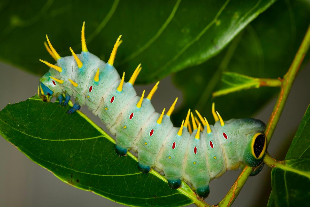 Close up of a Hercules Moth Caterpillar at Australian Butterfly Sanctuary, Kuranda.