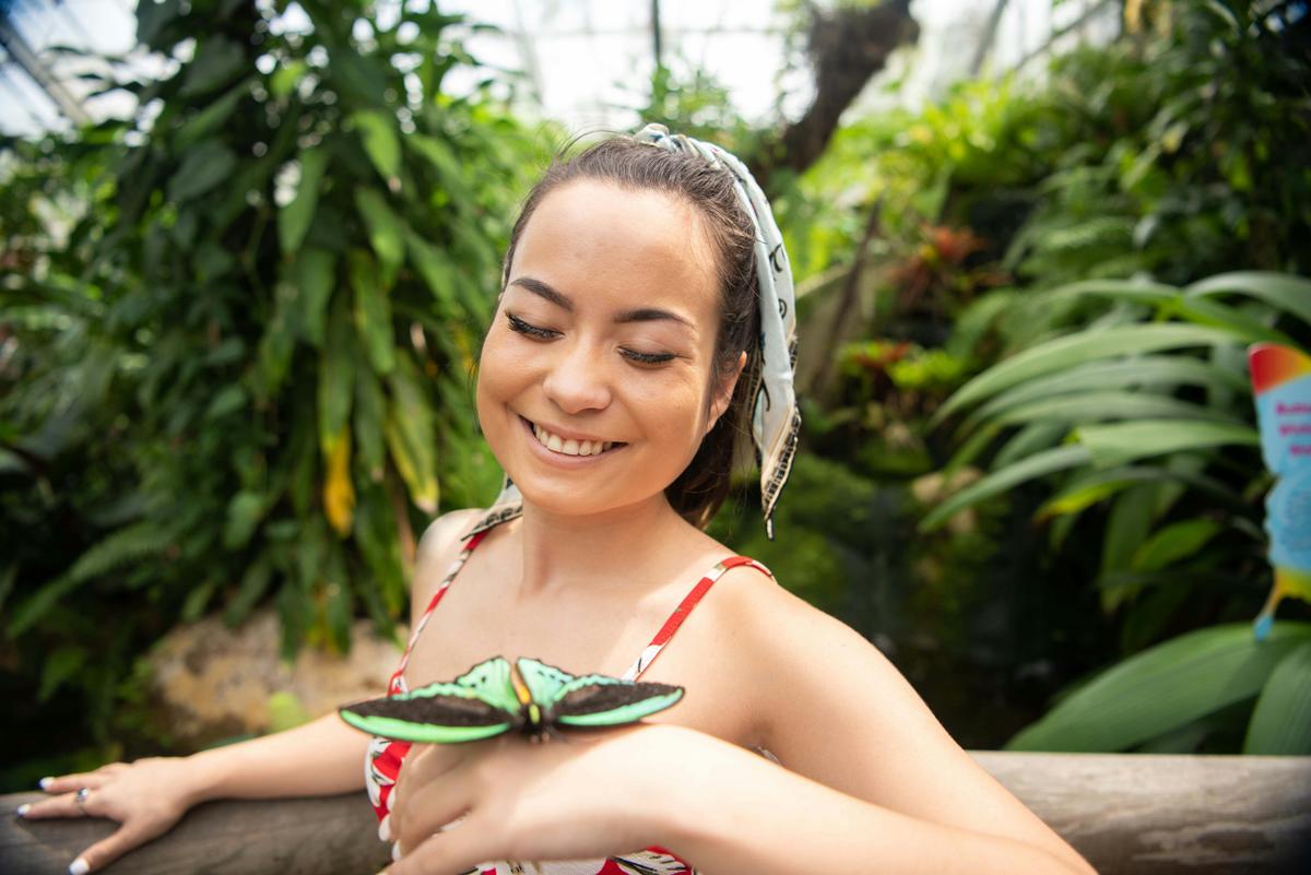 Cairns Birdwing butterfly landing on a visitor's hand at Australian Butterfly Sanctuary, Kuranda.
