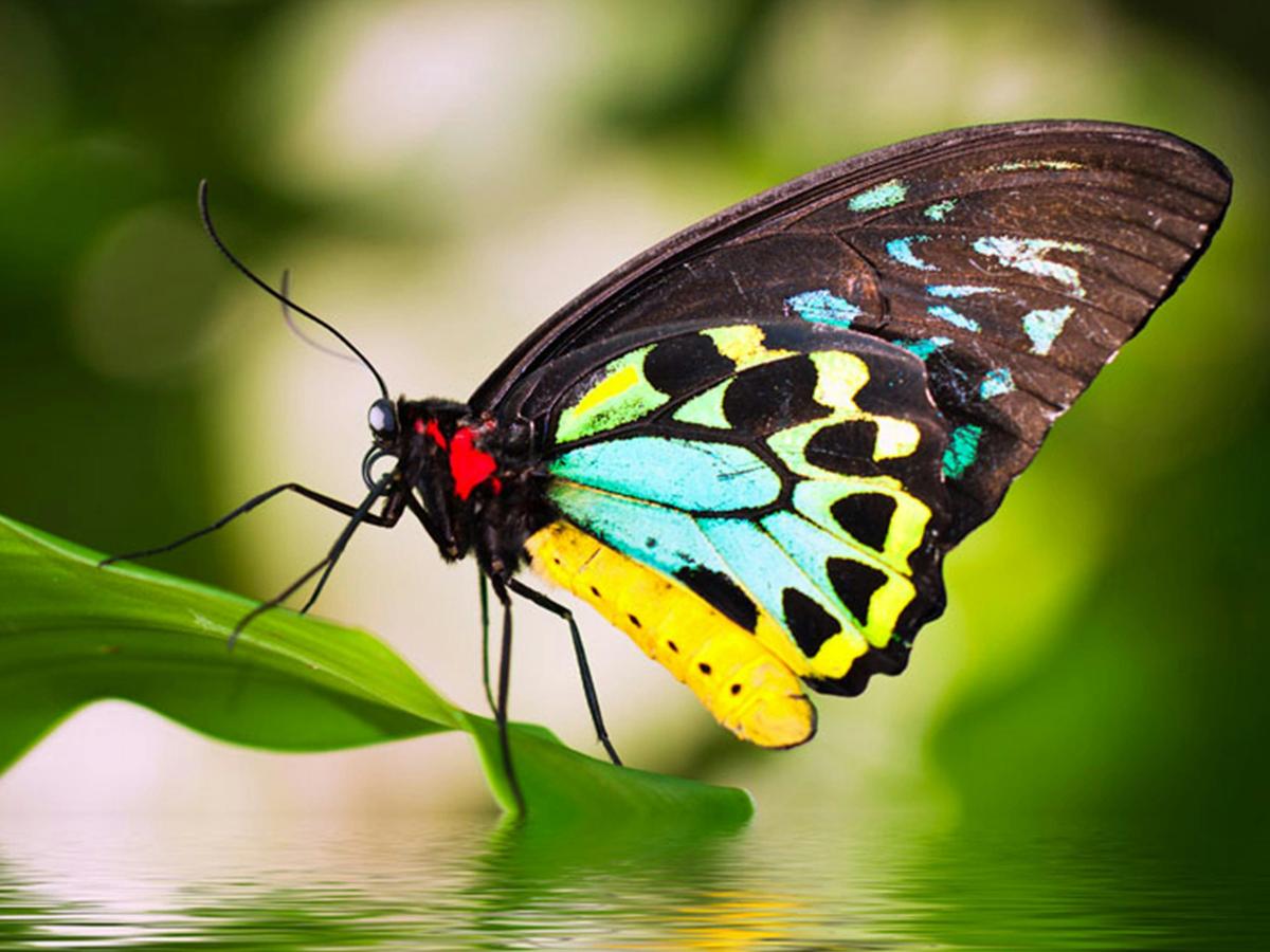 Close up of a beautiful Cairns Birdwing butterfly at Australian Butterfly Sanctuary, Kuranda.