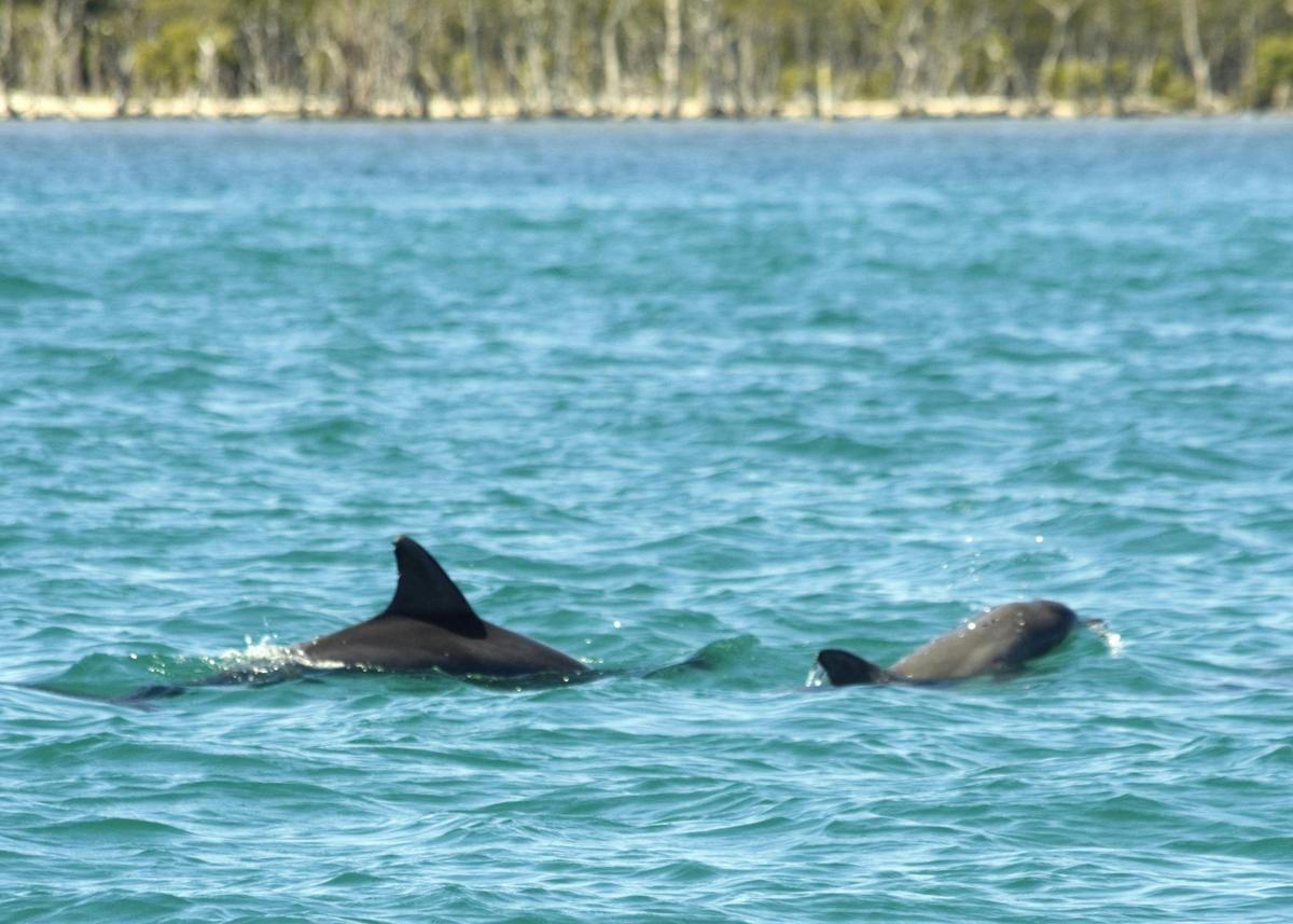 From Surfers Paradise: Tour to Tipplers on South Stradbroke Island - 4 hour tour.