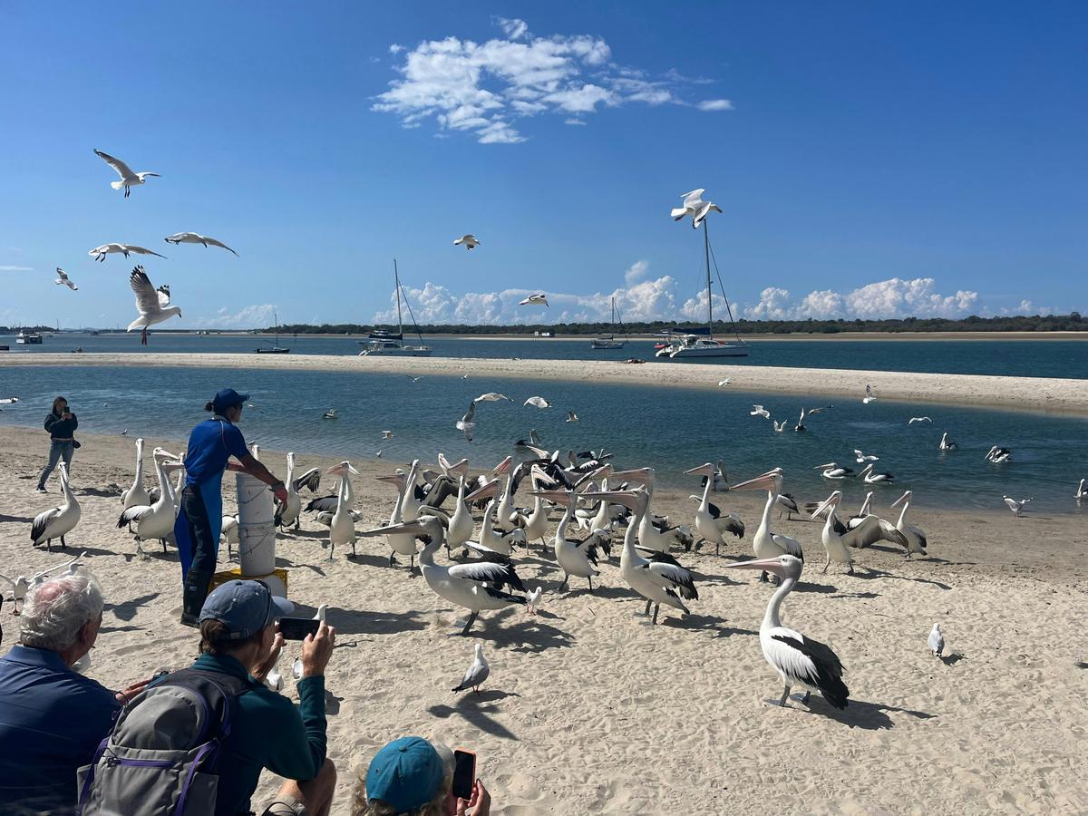 Surfers Paradise to Wavebreak Island 'Pelicans and Picnic' Shared Cruise