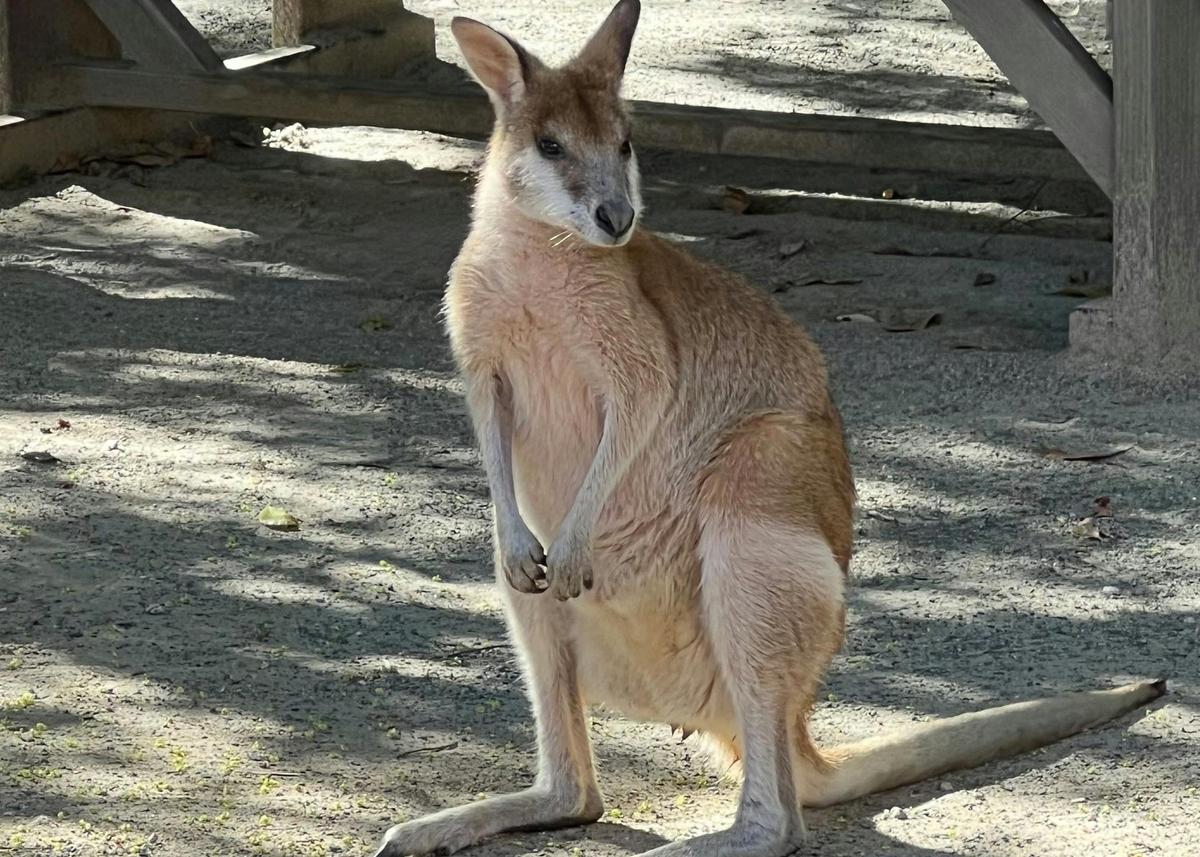 From Surfers Paradise: Tour to Tipplers on South Stradbroke Island - 4 hour tour.