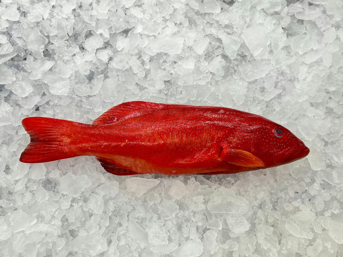 fresh coral trout