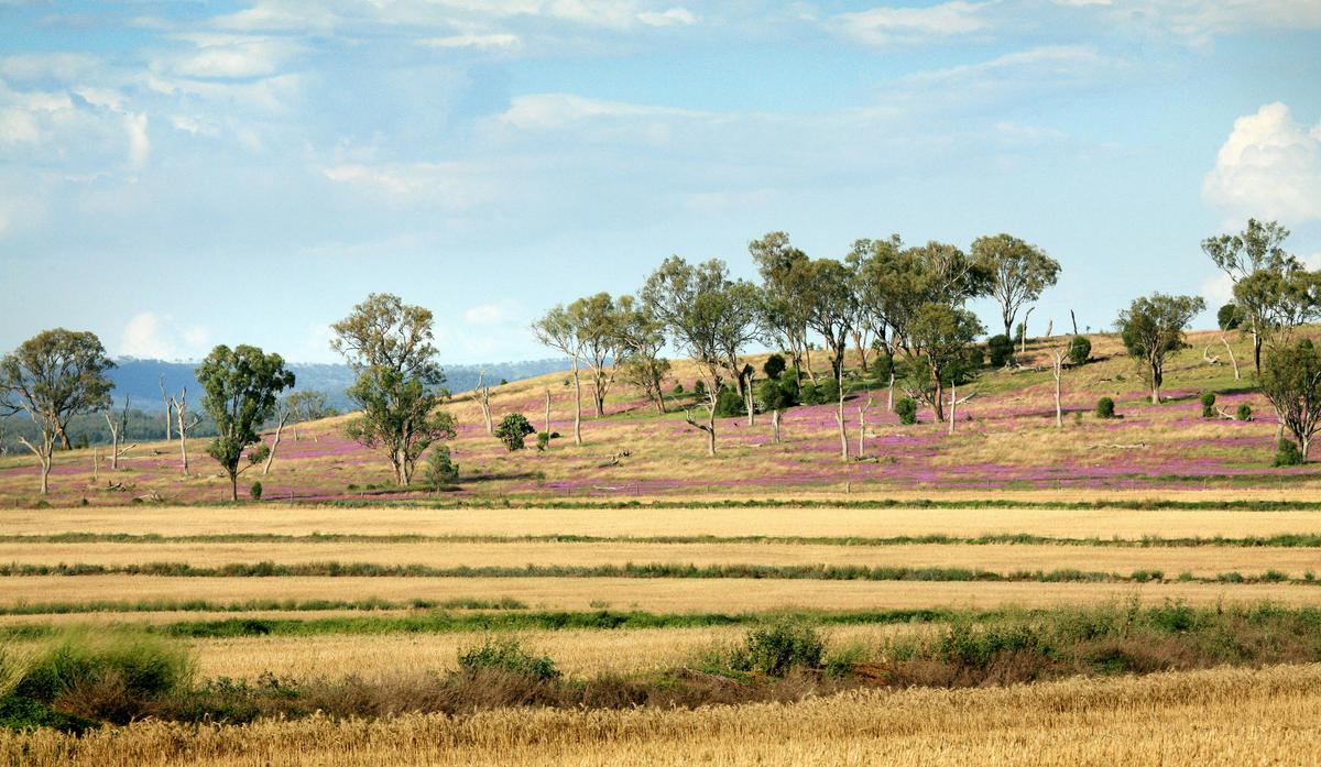 Farming Property, Bell