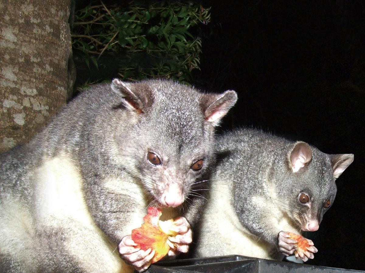 Natural Bridge Glow Worm Night Tour (Depart Gold Coast Only)