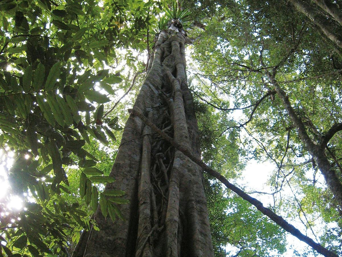 Natural Bridge Glow Worm Night Tour (Depart Gold Coast Only)