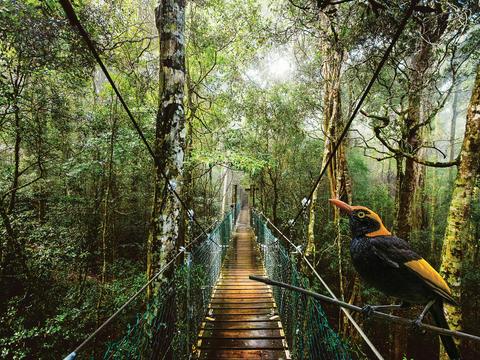 O'reilly's and Lamington National Park (Depart Gold Coast and Brisbane)