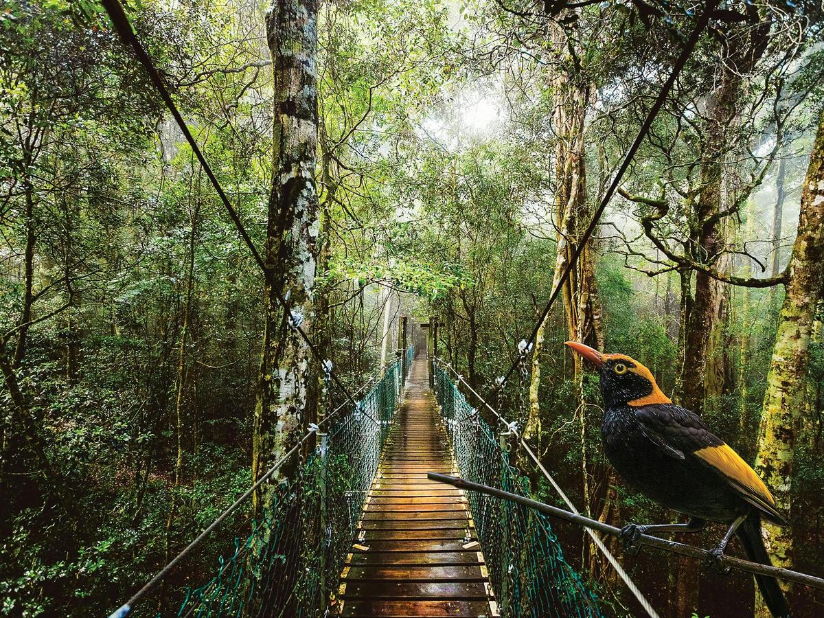 O'reilly's and Lamington National Park (Depart Gold Coast and Brisbane)
