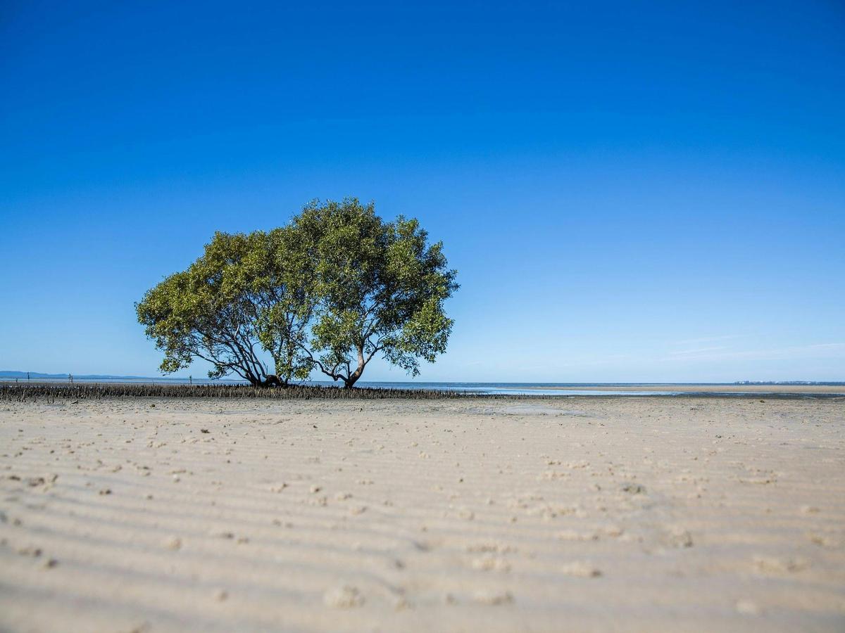 Beachmere mangroves in Moreton Bay Region