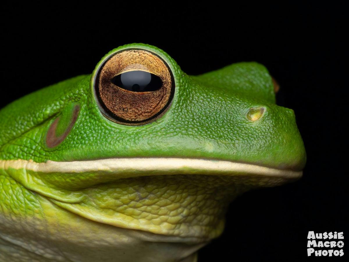 White-lip Tree Frogs